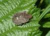 Dyroderes umbraculatus